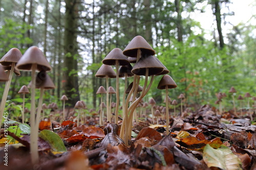 Pilz - Wald - Herbst