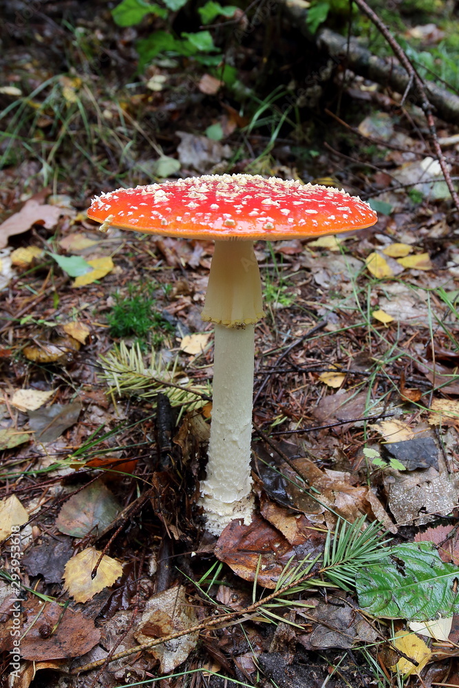 Pilz - Wald - Herbst