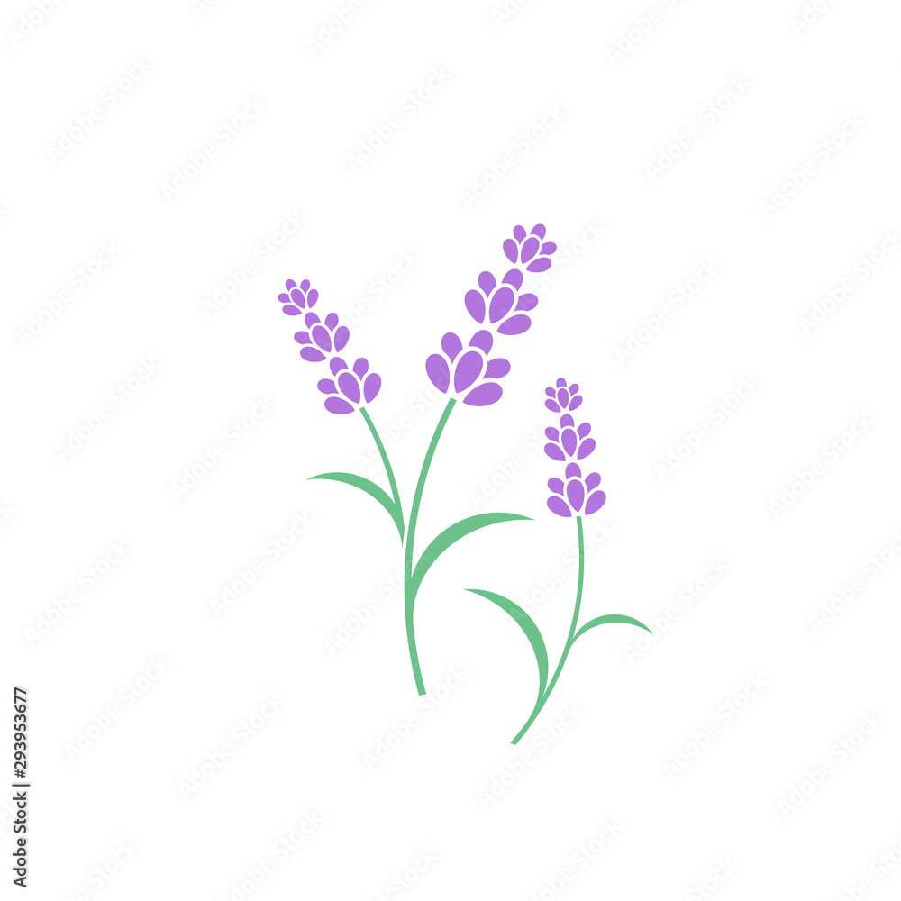 Lavender flower. Vector illustration. Violet flowers on white background