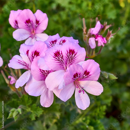 Принти на полотні vibrant pink pelargonium  flowers close up in the garden