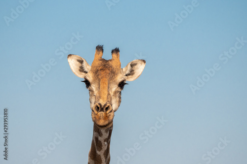 Giraffe Head Close-Up against Blue Sky in Etosha National Park, Namibia, Africa © Dietmar