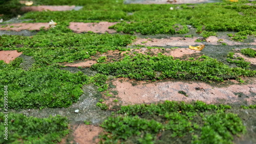 Green moss grown up cover on red brick. Nature concept.