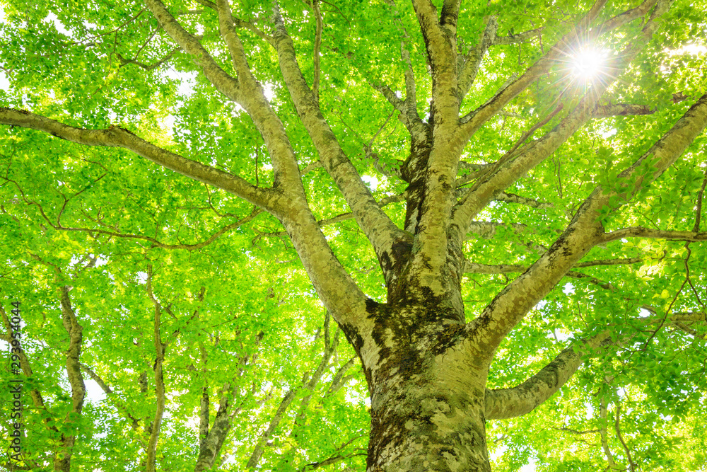 Green forest. Tree with green Leaves and sun light.