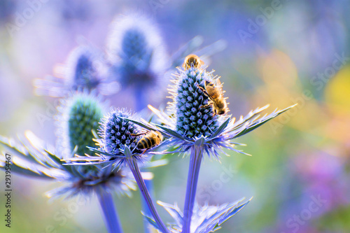 Wallpaper Mural blaue Disteln  mit Bienen, Kugeldisteln, lila, Erzgebirge, Sachsen, Deutschland, Europa  Torontodigital.ca
