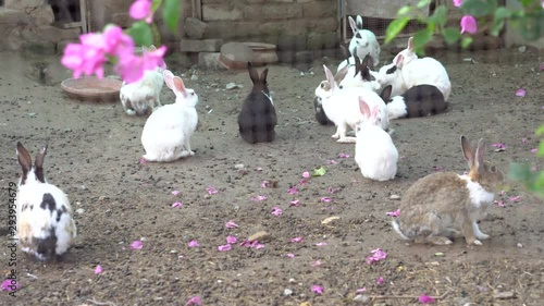 Long shot of rabbits through the cage - 4k