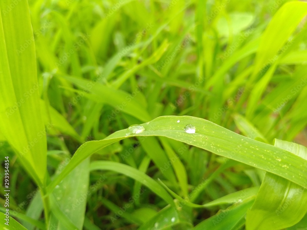 green grass with water drops green grass with water drops