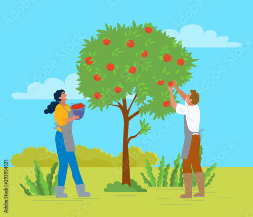 People working in garden vector, apple trees growing in yard. Farmers with basket gathering fruits. Harvesting season, seasonal works in summer flat style. Pick apples concept. Flat cartoon