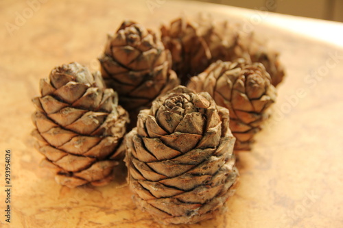 Young pine cones on the table. Cedar cones in high season. © Evgeniya