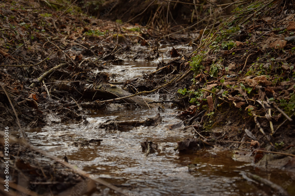 Brook in forest Brook in forest