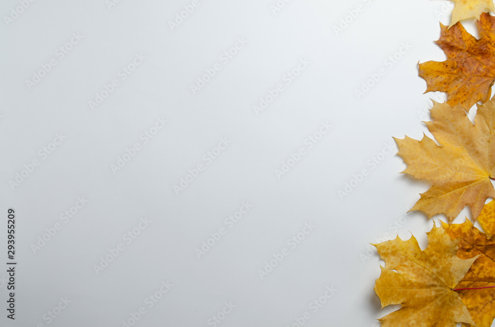 autumn yellow maple leaves on a light background top view autumn yellow maple leaves on a light background top view