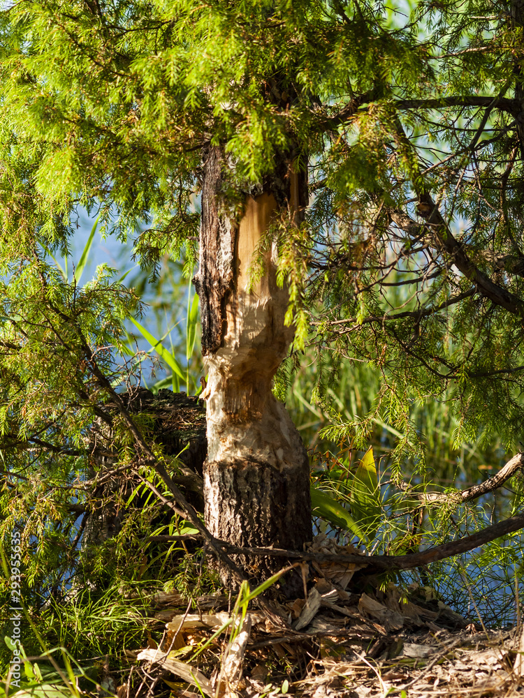 Beaver damaged tree. Tree grawed by beavers in the forest Beaver damaged tree. Tree grawed by beavers in the forest