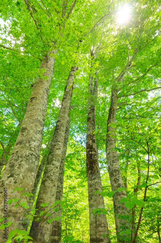 Looking up into Tall Beech Trees in Natural Forest