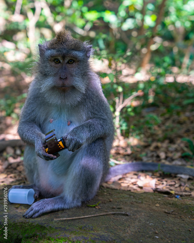 Photography Monkey in forest