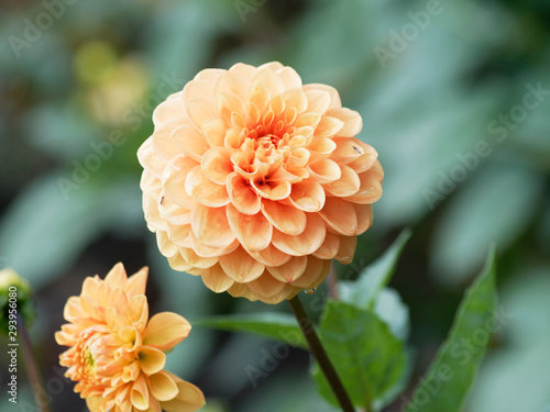 Pompon or ball Dahlias | Beautiful decorative dahlias flowers with magnificent blunt petals slightly rounded at their tips or ball-shaped and slightly flattened at face 