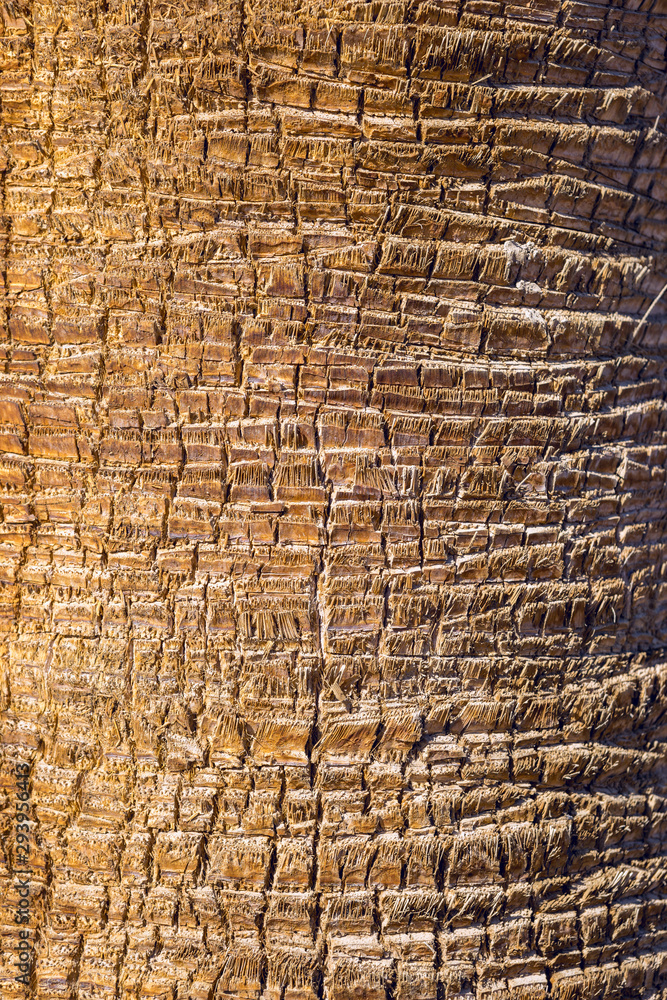 Bark from a palm tree make a tropical background Bark from a palm tree make a tropical background