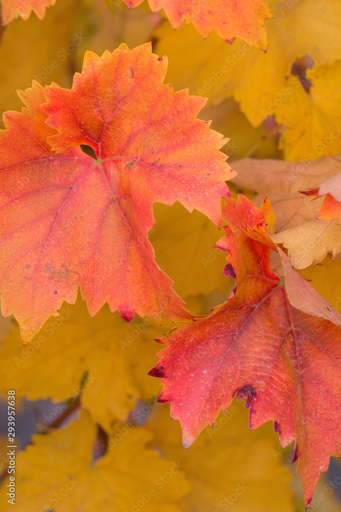 Autumn grapes with red leaves, the vine at sunset is reddish yellow Autumn grapes with red leaves, the vine at sunset is reddish yellow
