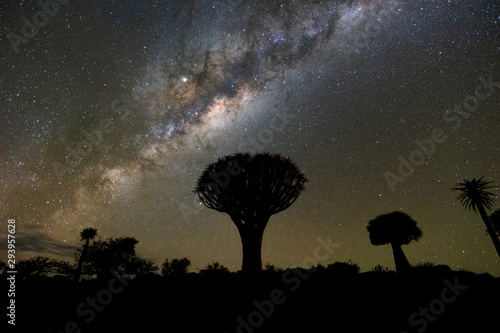 Beautiful night landscape of Milky way over Quiver Trees Forest in Keetmanshoop  Namibia. A popular landmark for tourist in NAMIBIA.