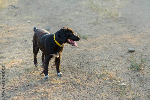 German hunting watchdog drathaar  Beautiful dog portrait on the hunt 