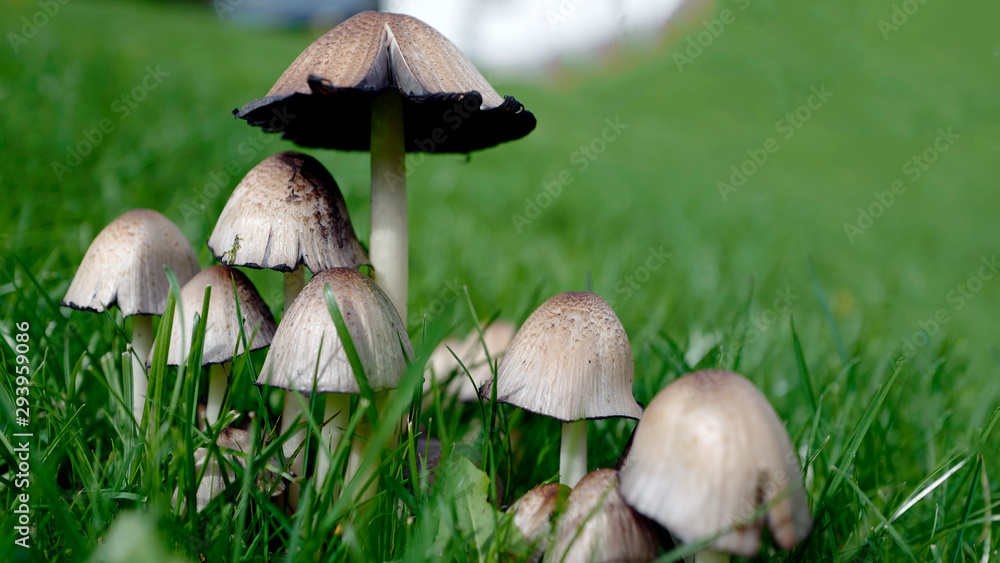 a group of Coprinopsis atramentaria mushrooms in autumn of a field