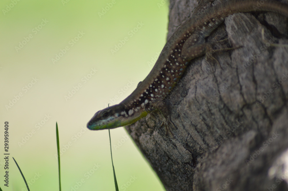 Obraz premium lizard on the grass