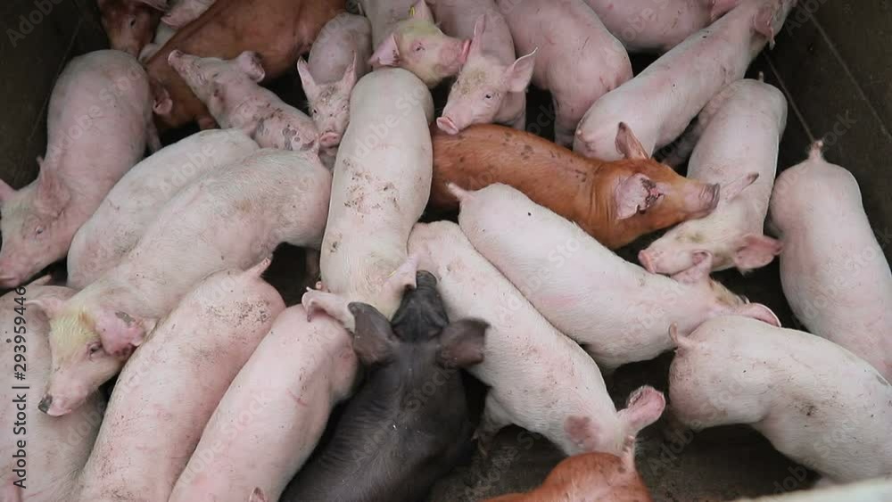 Group of pigs in the enclosure of different breeds and colors. Pigs on the farm. Group of pigs in the enclosure of different breeds and colors. Pigs on the farm.
