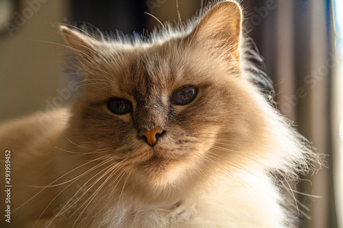 Il simpatico muretto del Gatto Sacro di Birmania photo