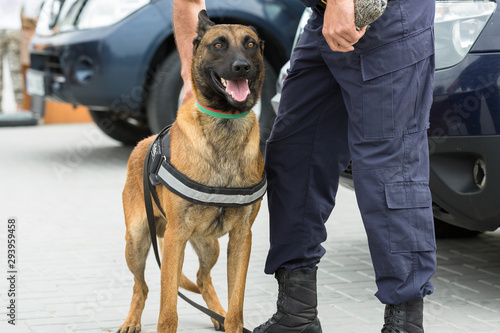 Malinois belgian shepherd guard the border.  The border troops demonstrate the dog's ability to detect violations. photo