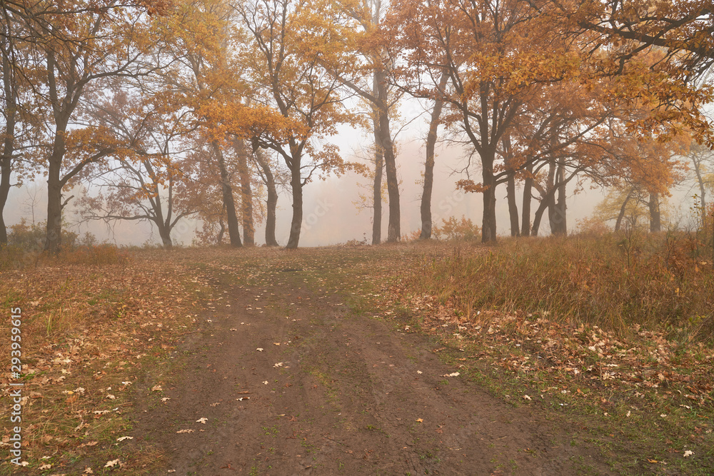 A quiet autumn dawn over the lake in sunlight. Fresh fog creeps over the ground.