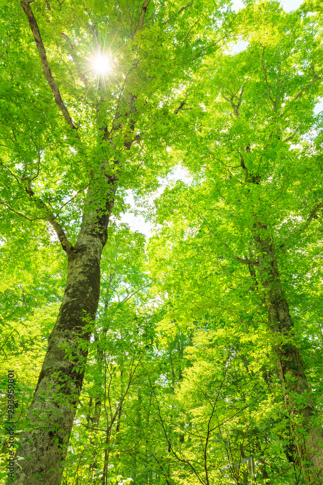 Looking up into Tall Beech Trees in Natural Forest Looking up into Tall Beech Trees in Natural Forest
