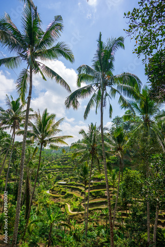 Wallpaper Mural Ubud Rice Field Torontodigital.ca
