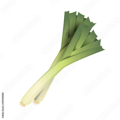 Fresh leek leaf. 3D realistic vector onion leaves. Healthy aroma. Isolated on white background. Herbs and spices kitchen set. Vector illustration