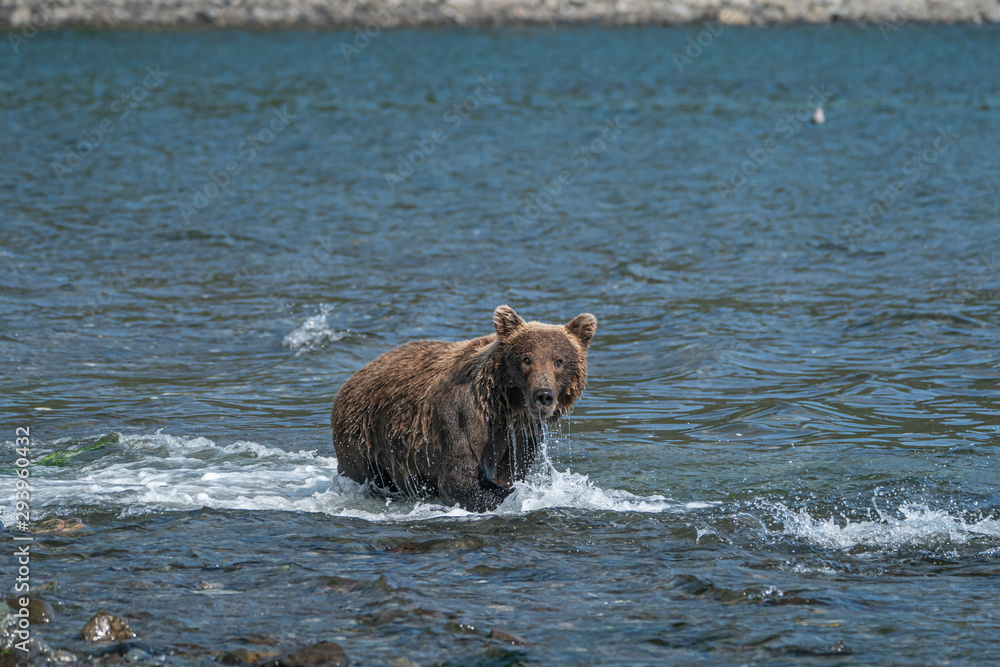 Braunbär auf Lachsfang an der Kukak Bay Alaska Braunbär auf Lachsfang an der Kukak Bay Alaska