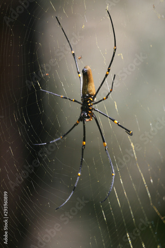 Female giant golden silk orb-weaver spider (Nephila pilipes) on web showing underside