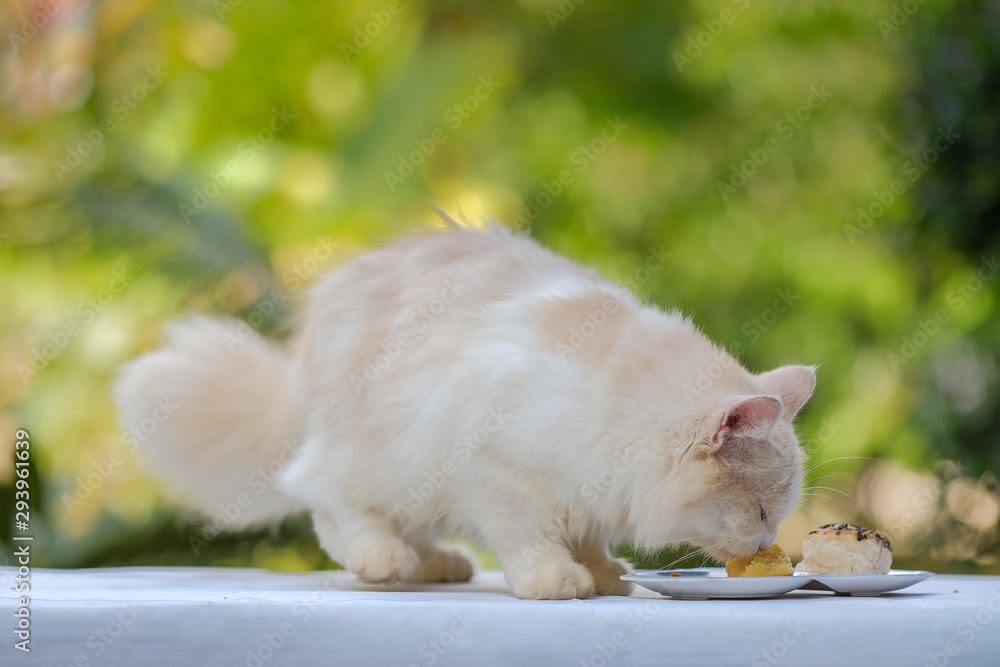 Young cream tabby cat eats sweet cake on the table at home