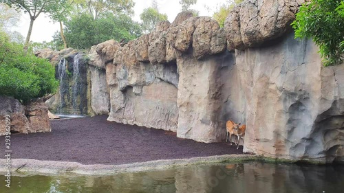 Antelope in the zoo hiding from a little rain