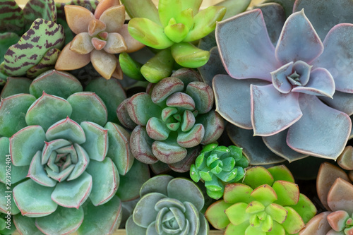 Top view of various succulent plants houseplant background photo