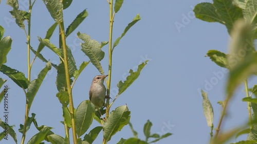 Bird Booted Warbler (Hippolais caligata) sits on a branch of a bush among green leaves photo