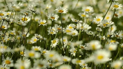 Chamomile field in light breeze, daisies are dancing in slow motion  photo