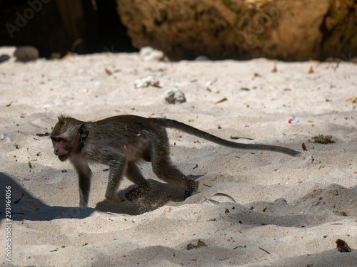 Photography Monkey on the beach