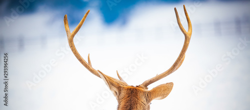 noble deer male in winter snow