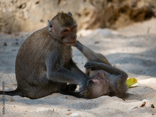 Photography Monkey on the beach