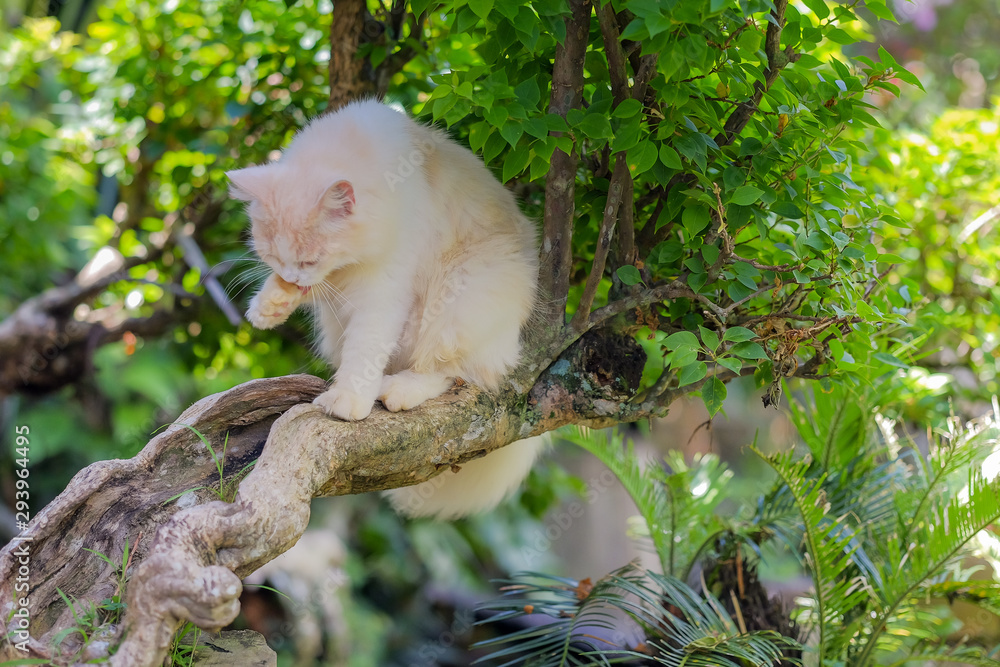 Mix persian  cat sitting on a tree branch on a sunny  day.