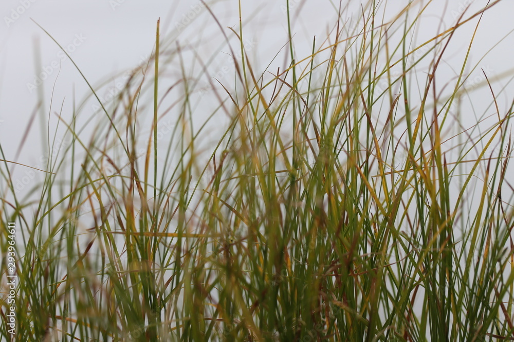 Green grass in the wind