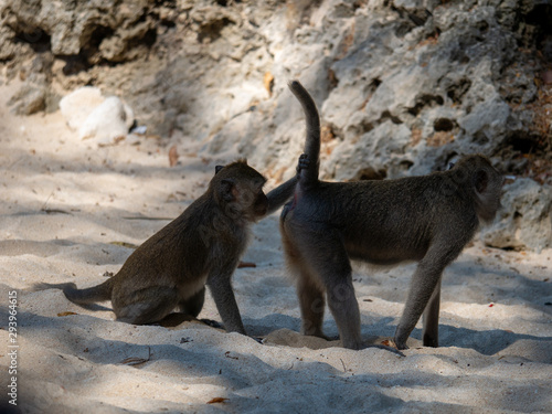 Photography Monkey on the beach
