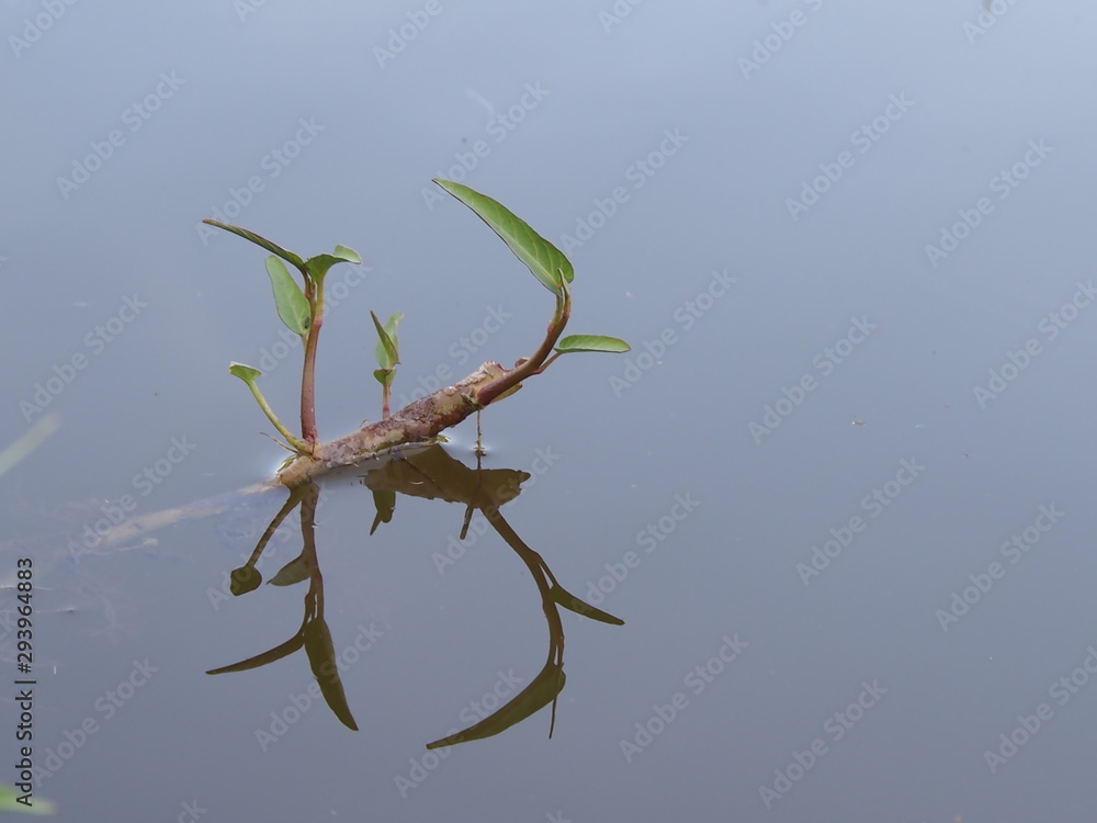 Obraz premium tree on white background