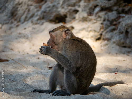 Canvas Print Monkey on the beach