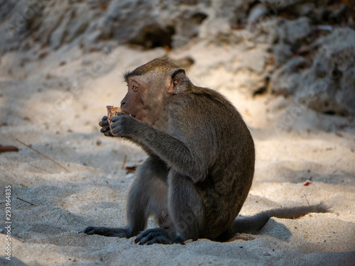 Canvas Print Monkey on the beach