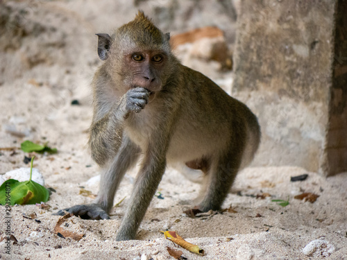 Photography Monkey on the beach