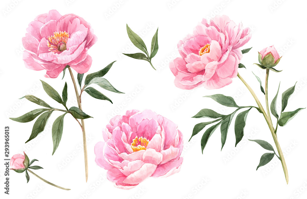 Watercolor peony flowers illustration - obrazy, fototapety, plakaty 