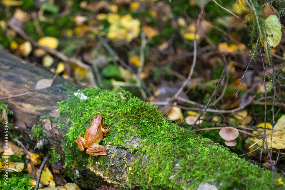 Fototapeta premium Orange frog on a small tree stump